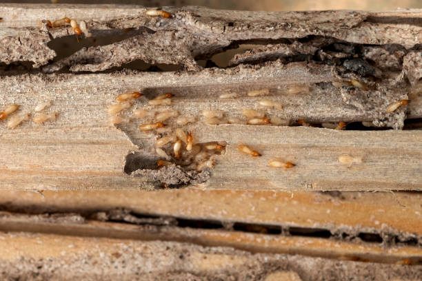 Best Best Pest Control Companies  in Hooper, NE