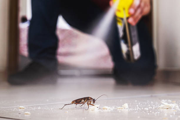 Best Local Pest Control Services  in Hooper, NE