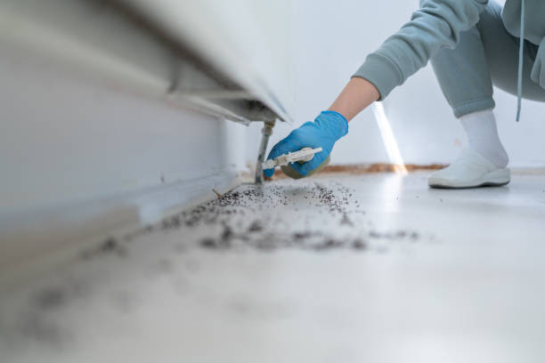 Best Wasp Removal Services  in Hooper, NE