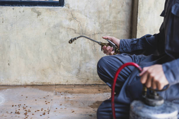 Best Ant Control Services  in Hooper, NE